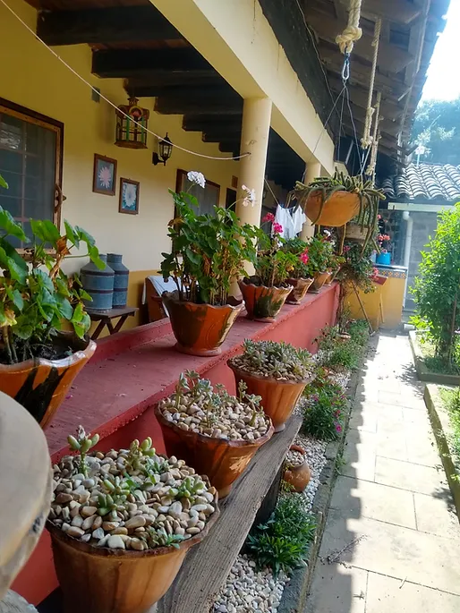 Greenery around the house